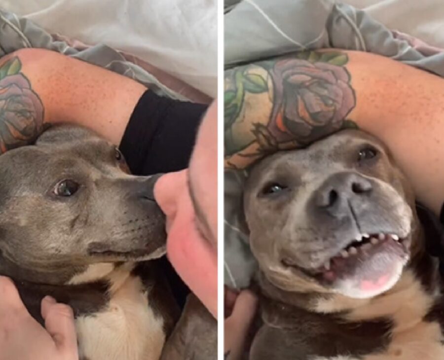 cane pitbull sorriso inconfondibile