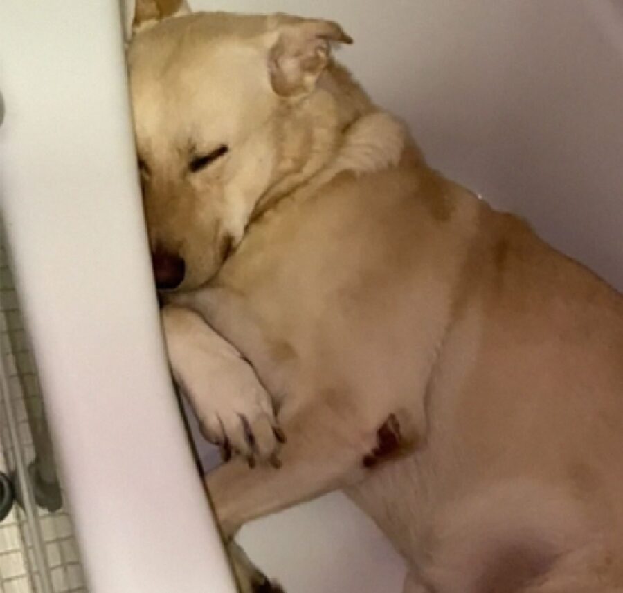 cane fa finta di dormire dentro vasca