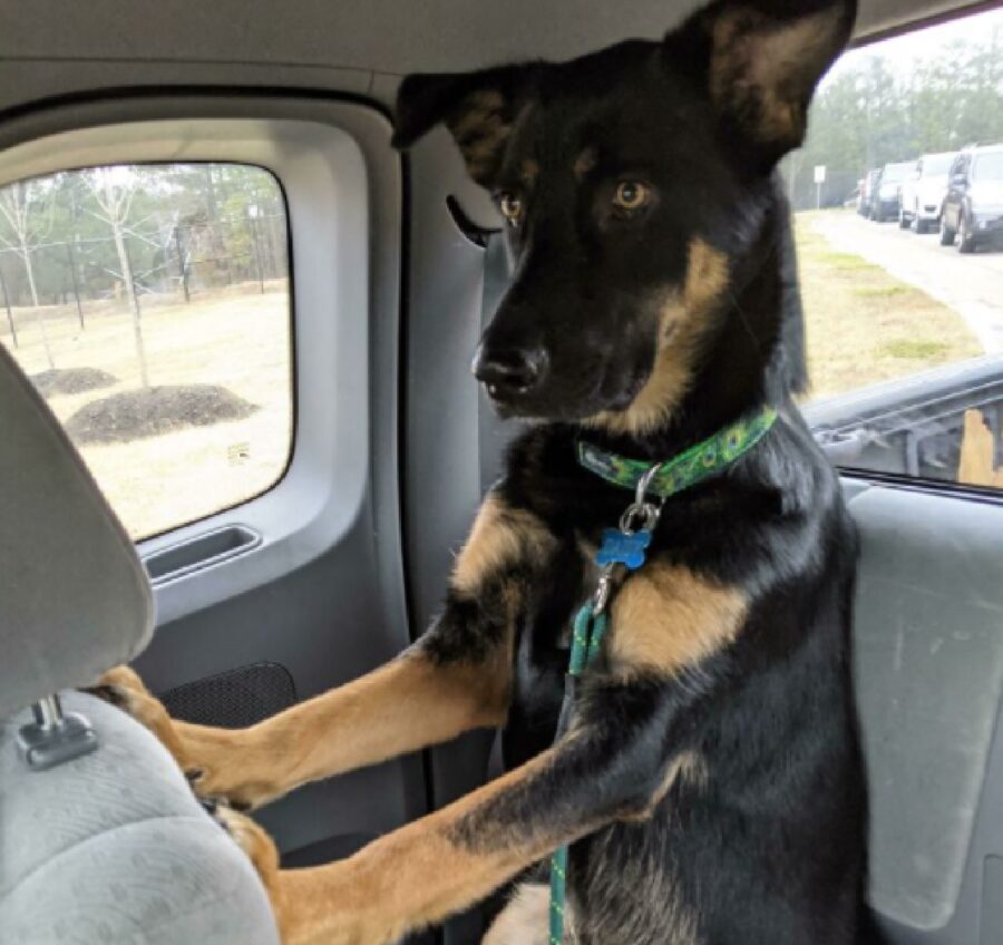 cane si siede per dare indicazioni