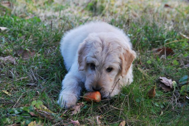 8 simpaticissime foto di cani che sanno sempre come ottenere la pappa