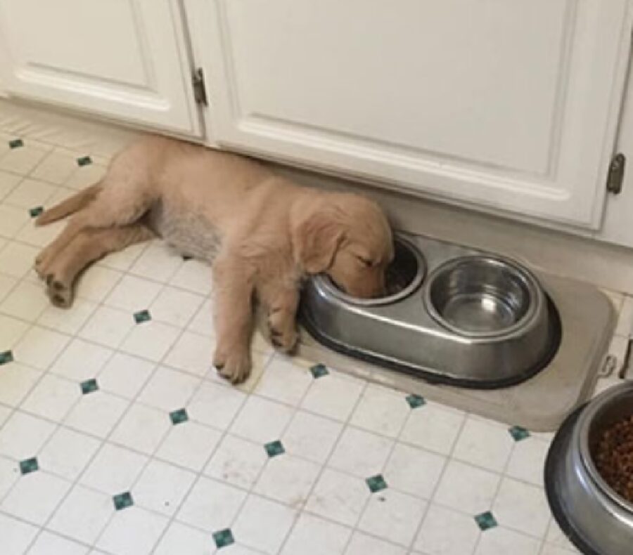 cucciolo dorme con testa nelle crocchette
