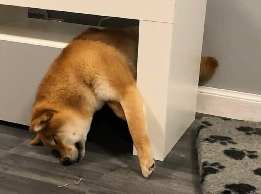 cucciolo shiba inu incastrato 