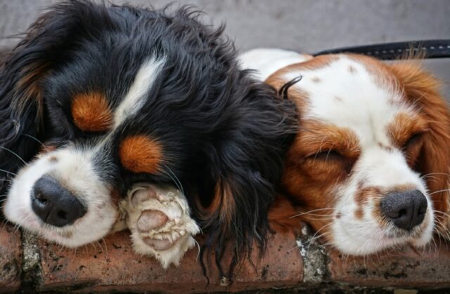 8 foto di cani che schiacciano un pisolino nelle posizioni più stravaganti e pazzesche