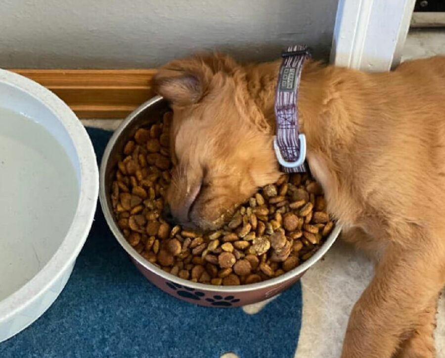 cane dorme con testa immersa nelle crocchette