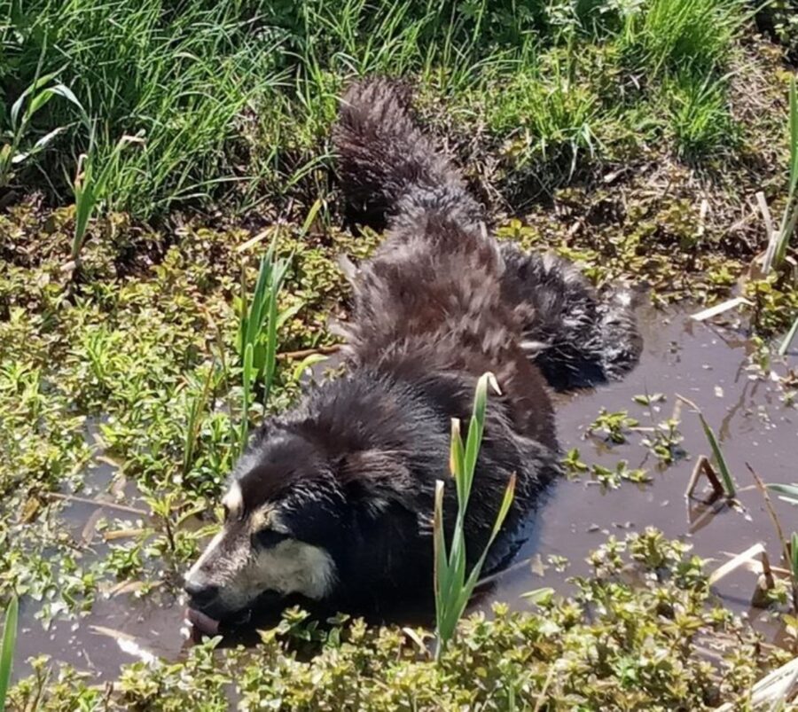 cane acqua bagnato