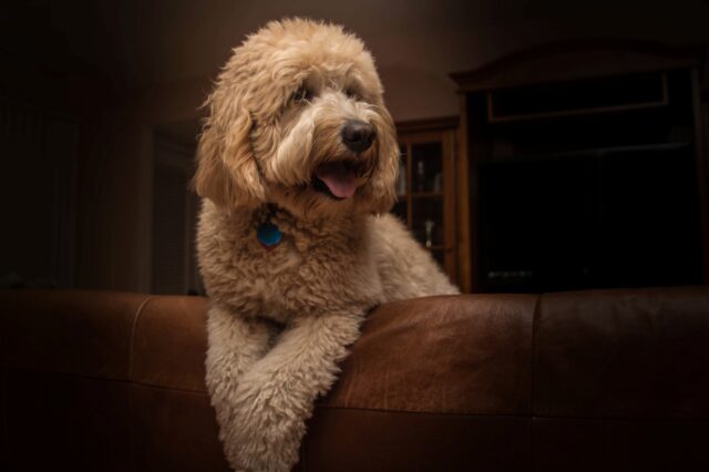 8 foto di cani che sembrano uscite da un museo d’arte