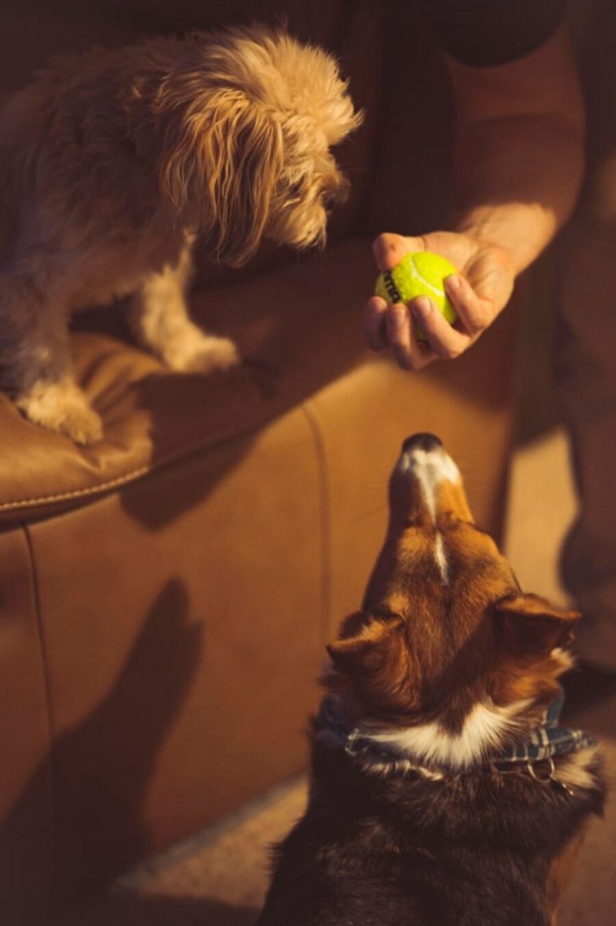 cani pallina tennis