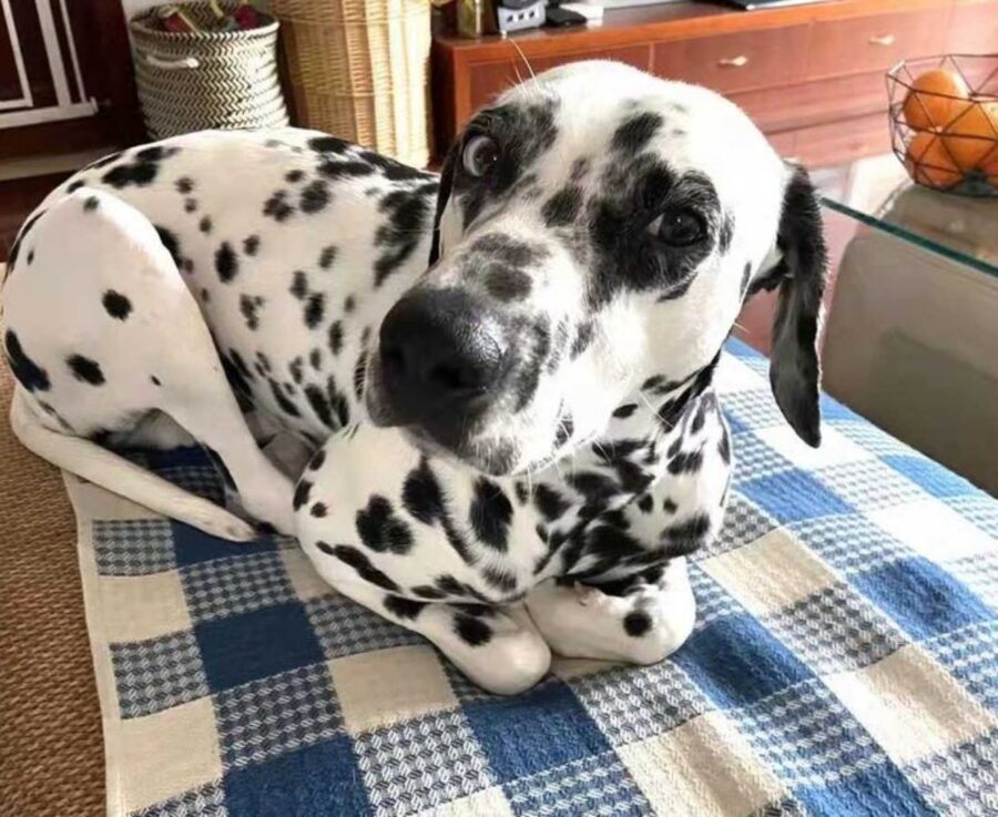 dalmata buffo gatto