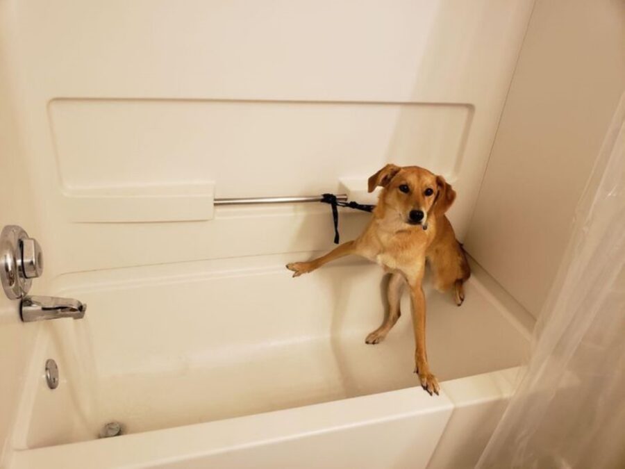 cucciolo vasca bagno