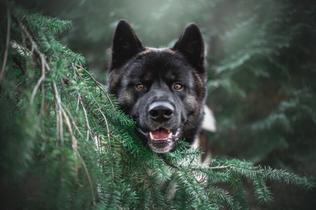 8 foto di cani che si sono completamente scordati di essere tali