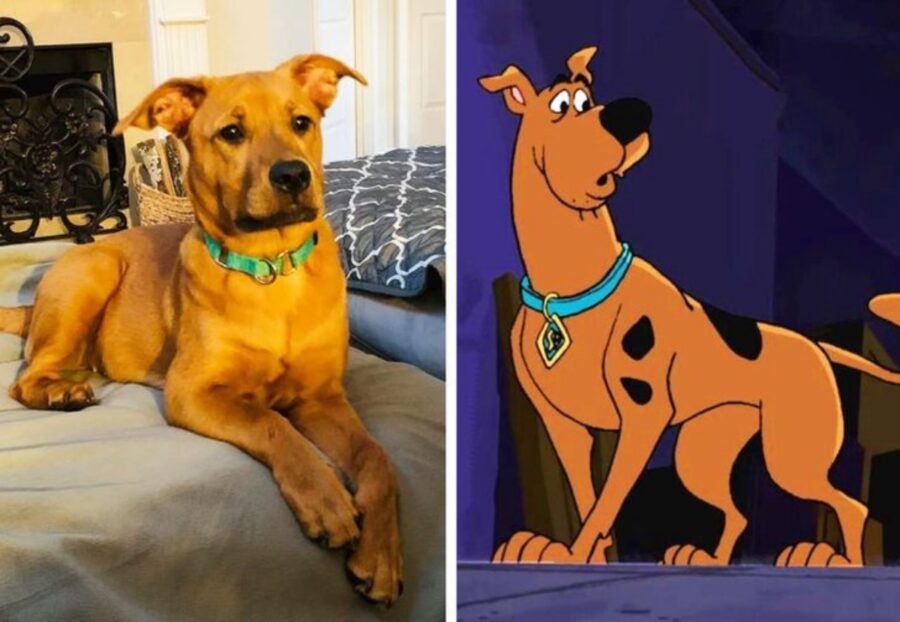 cane scooby doo