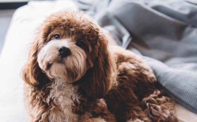 8 foto di cani che sono la fotocopia di alcune celebrità