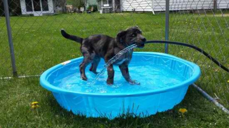 cane gioca bagnarola