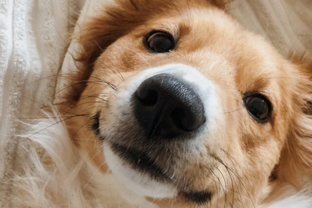 8 foto di cani che ti scioglieranno il cuore con il loro modo di essere