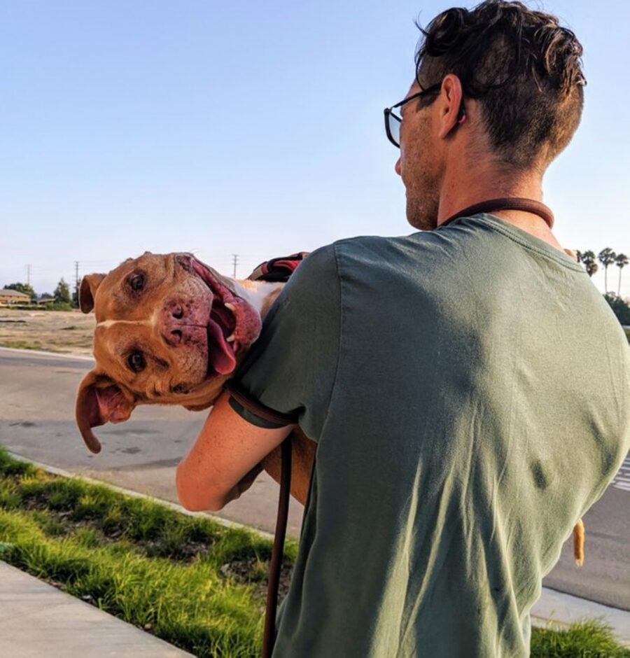 cane sorriso stupendo