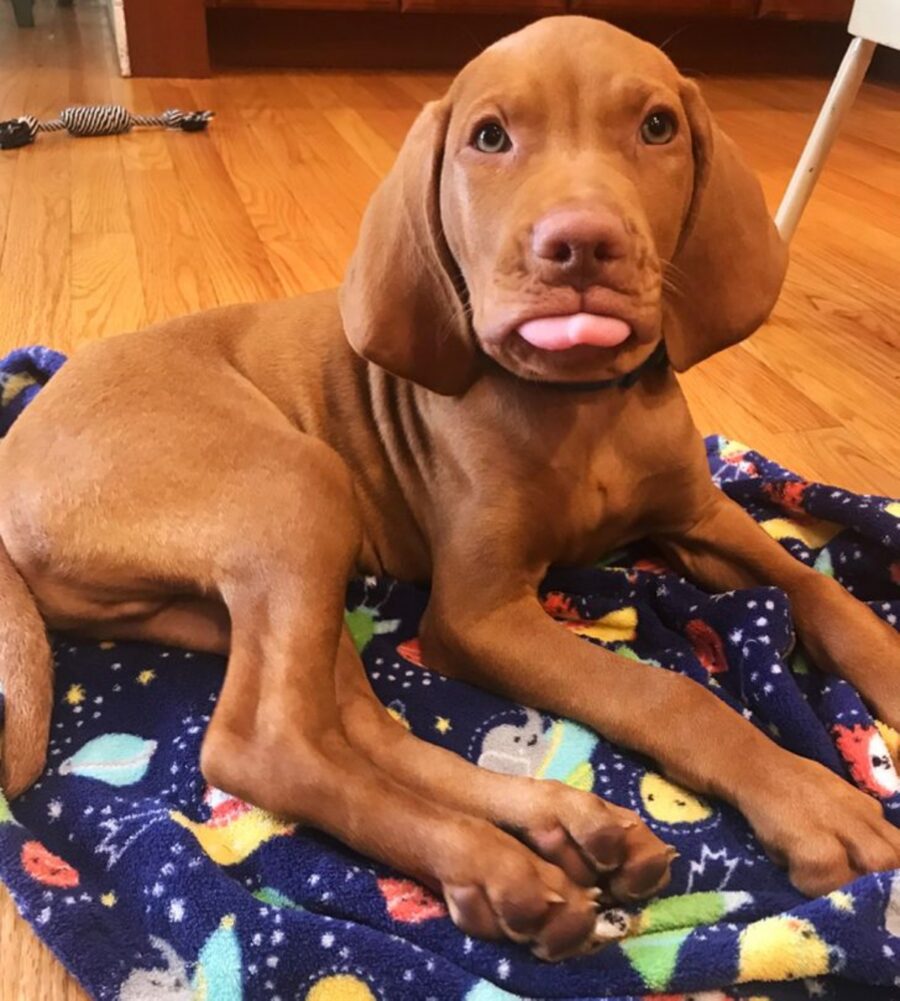 cucciolo cane linguaccia