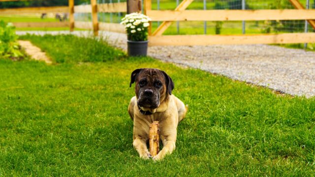 8 sorprendenti foto di cani dalle dimensioni spropositate