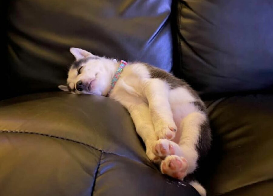 cane dorme su divano nero