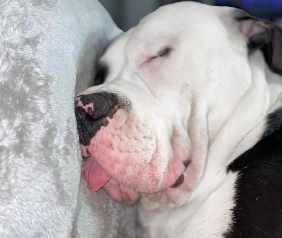 cane dorme con lingua fuori