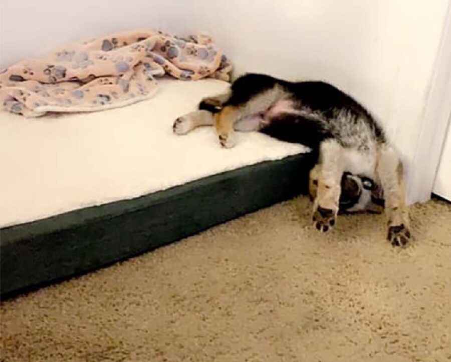 cane dorme mentre cade