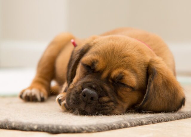 8 foto di cani dormiglioni che riposano nei luoghi e nelle posizioni più assurde