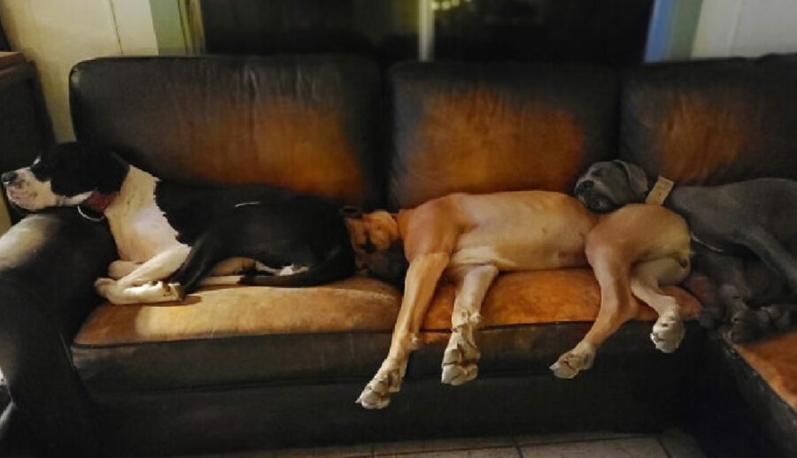 gruppo cani dormono trenino