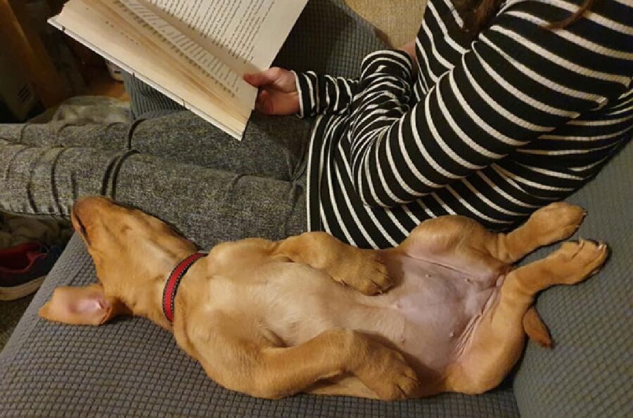 cane dorme mentre proprietario legge libro