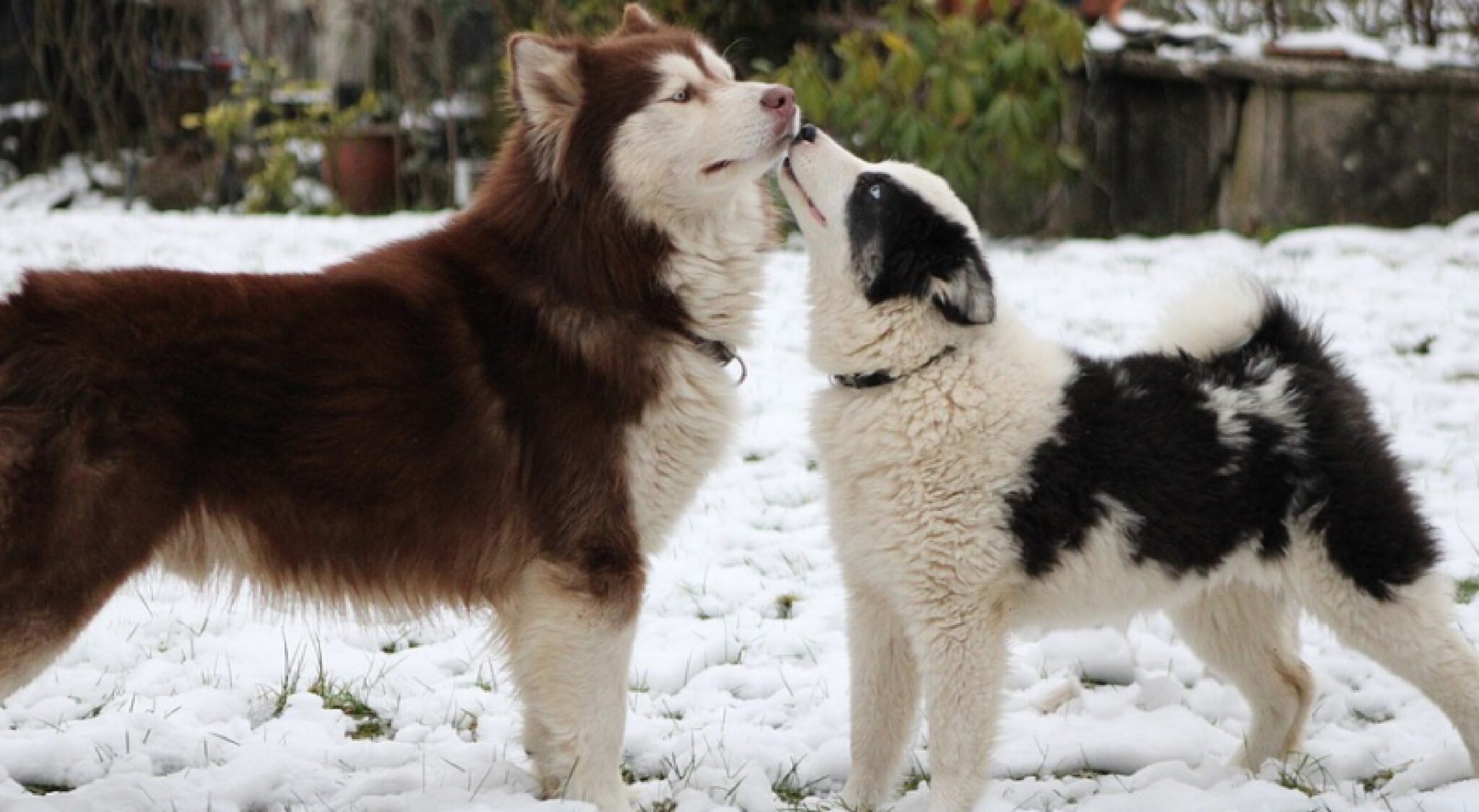 Eskimo Kisses Twitch