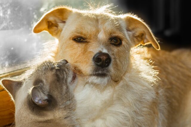 8 foto di cani e gatti che hanno deciso di trasformare la loro rivalità in amicizia