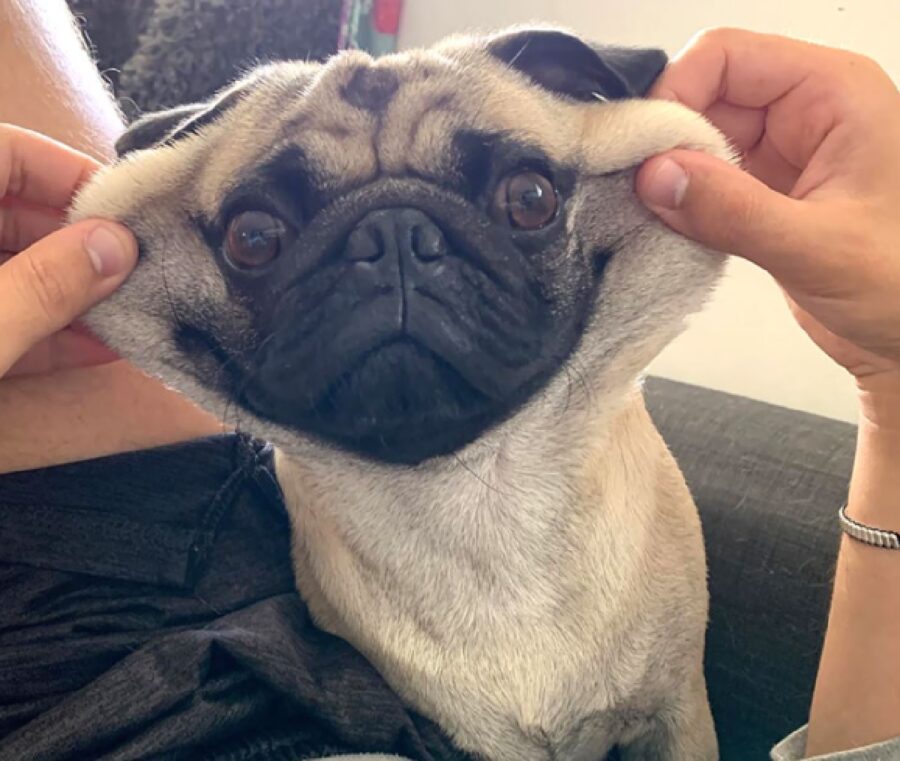 cagnolino carlino simpatico