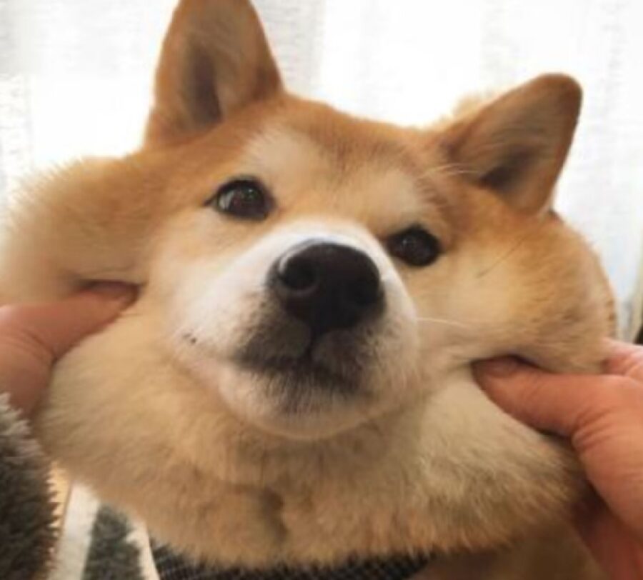 cane shiba inu pelo sul rosso