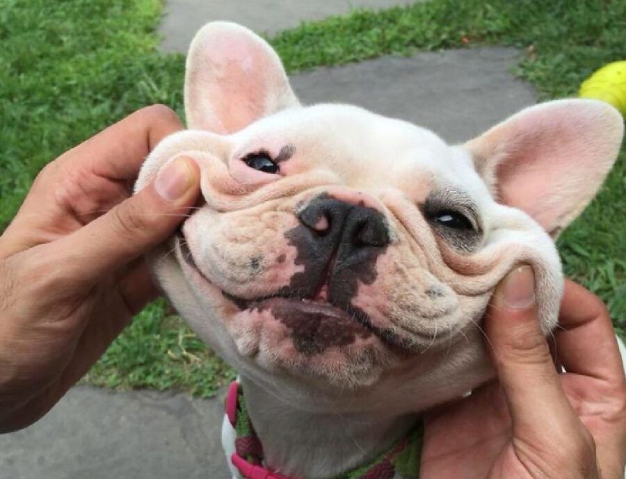 cane sorriso grazie uso mani