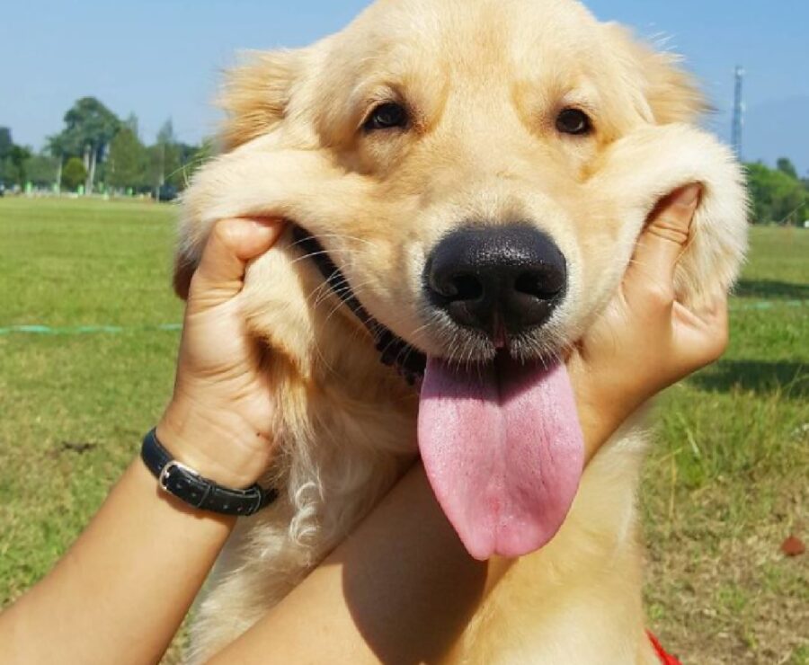 cane su prato verde