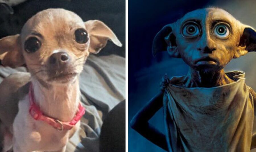 cagnolino assomiglia dobby harry potter