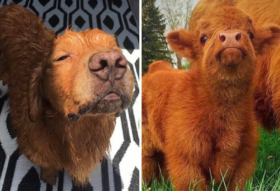 cane assomiglia animale marrone