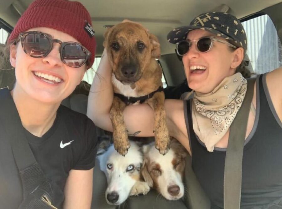 trio di cani nella macchina