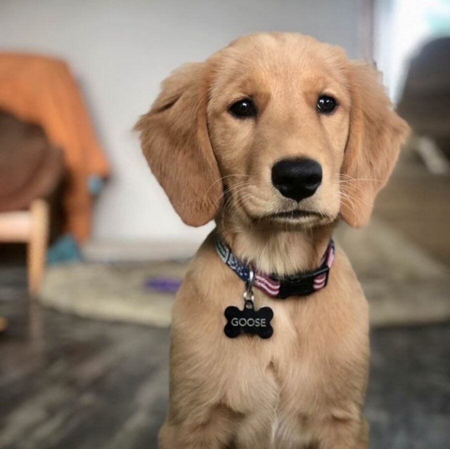 cucciolo golden retriever