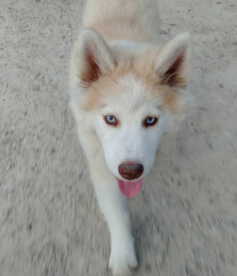 cucciolo cammina husky