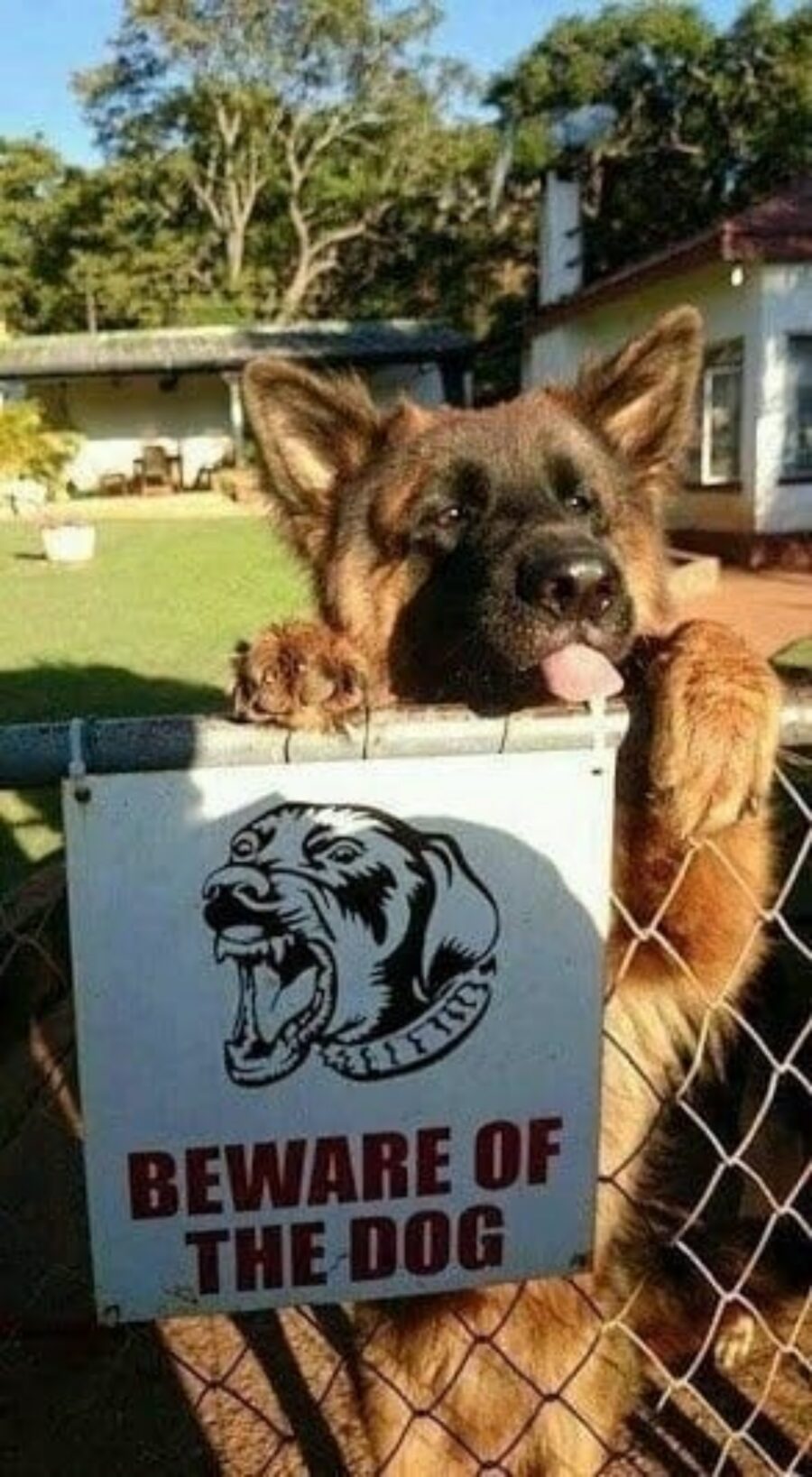 cane come cartello