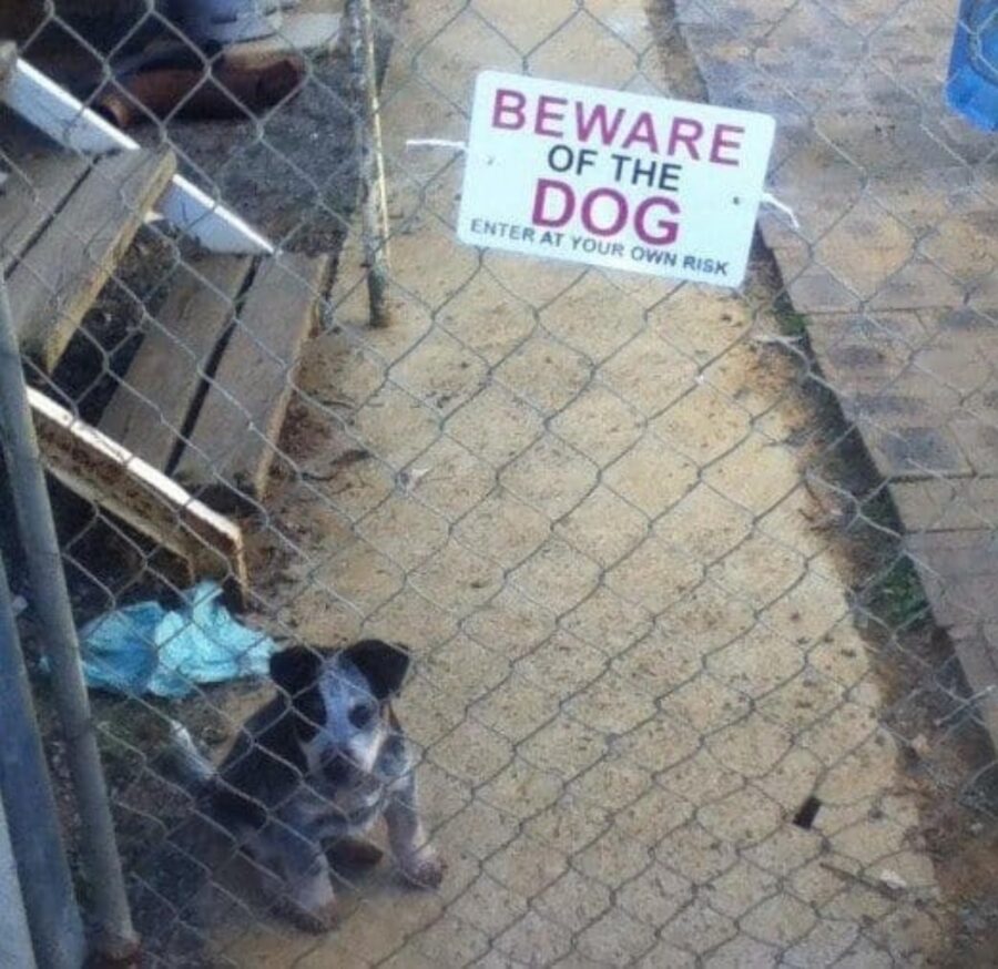 cane attento cartello