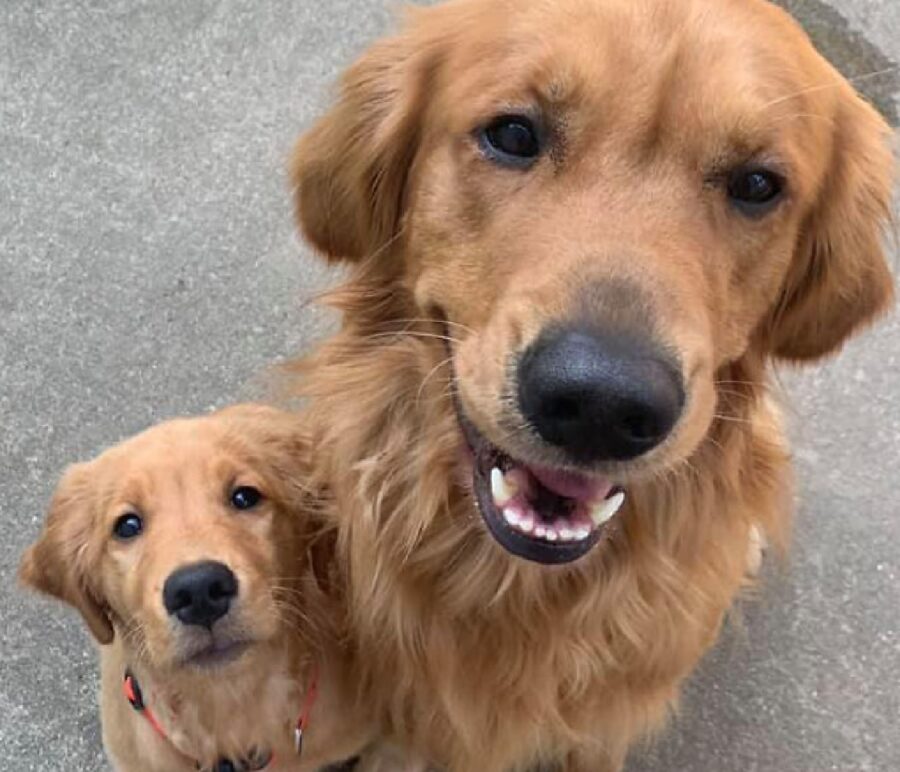 cani coppia golden pelo scuro