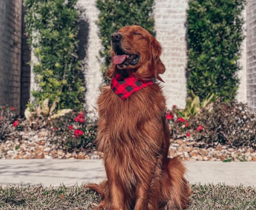 cane golden bandana rossa