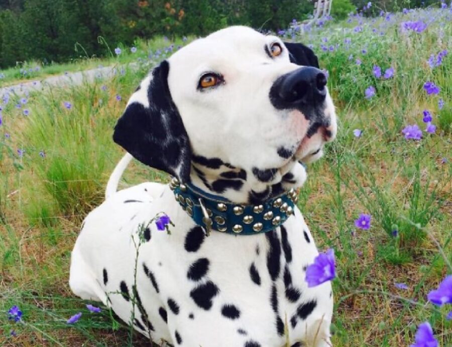 cane dalmata collare blu