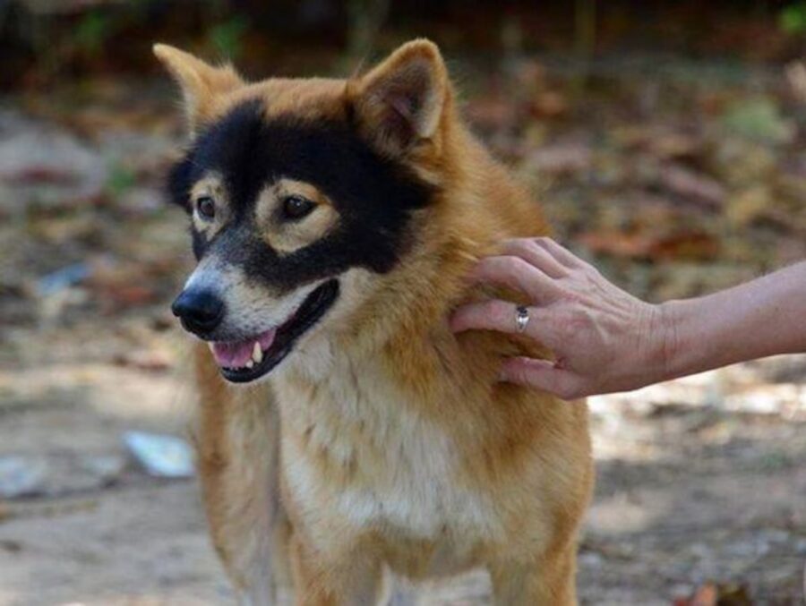 cane maschera faccia