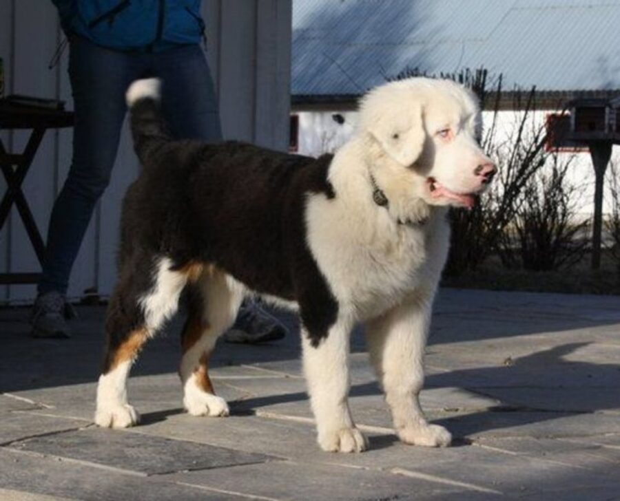 bovaro del bernese