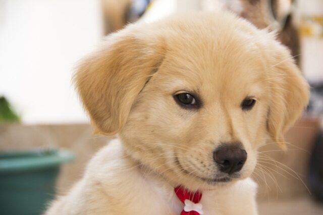 8 foto di cani provenienti direttamente da un altro pianeta