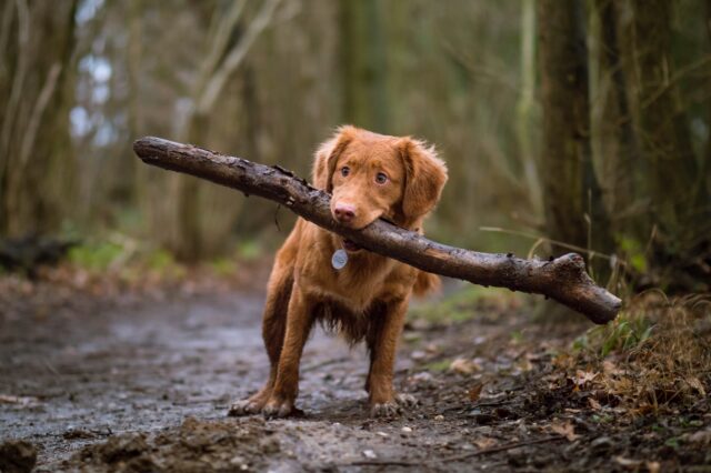 8 foto dove i cani hanno deciso di mettere il loro tocco magico