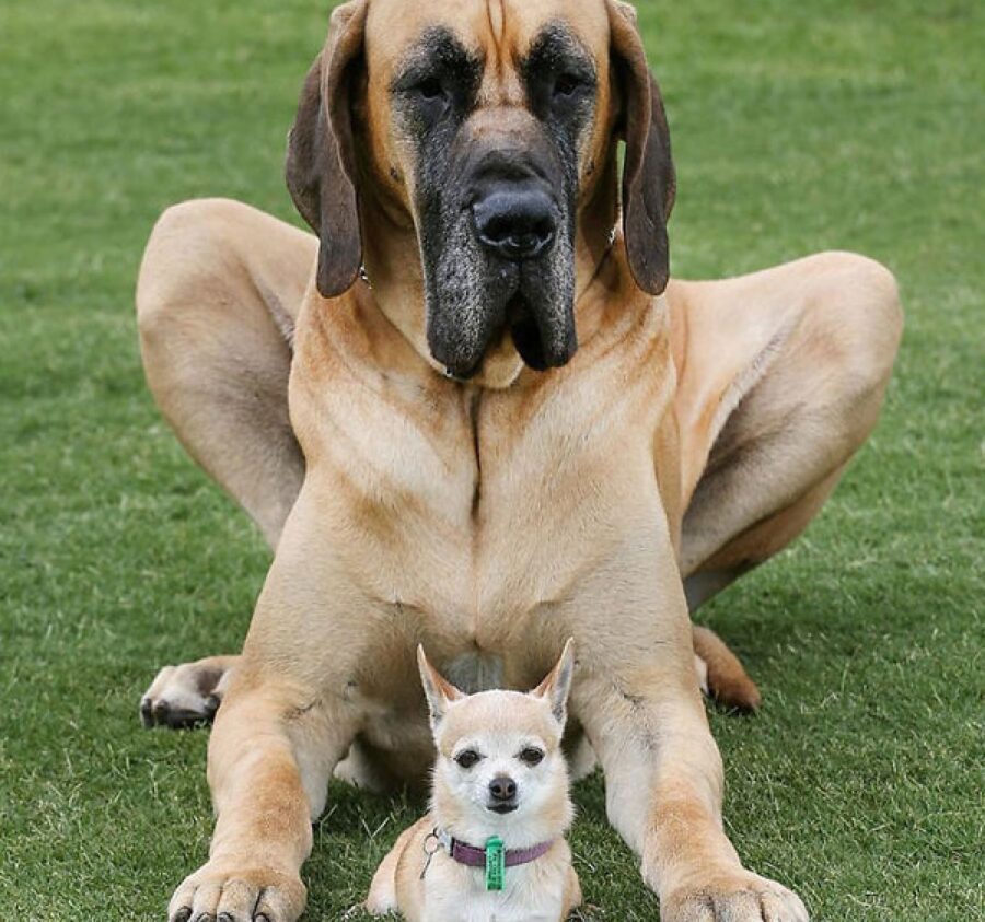 cagnolino insieme a cane grande