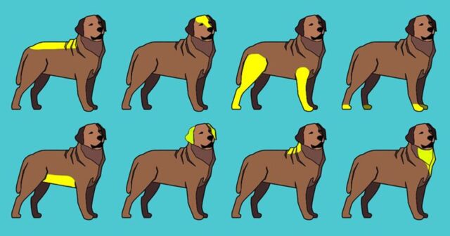 8 zone di massaggio per cani sani: Dove si deve accarezzare un cane?