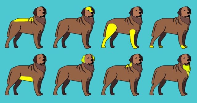 8 zone di massaggio per cani sani: Dove si deve accarezzare un cane?